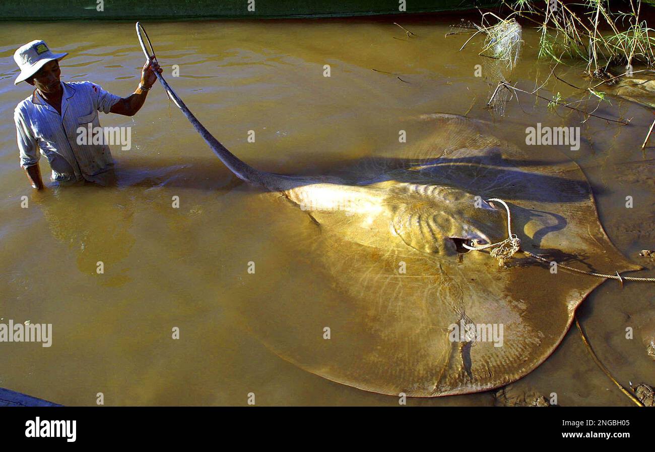 A Cambodian fisherman holds a giant stingray fish on the Mekong River near  the Cambodian/Vietnam border on Dec. 10, 2002, about 100 kilometers (60  miles) southeast of Phnom Penh, Cambodia. The disk