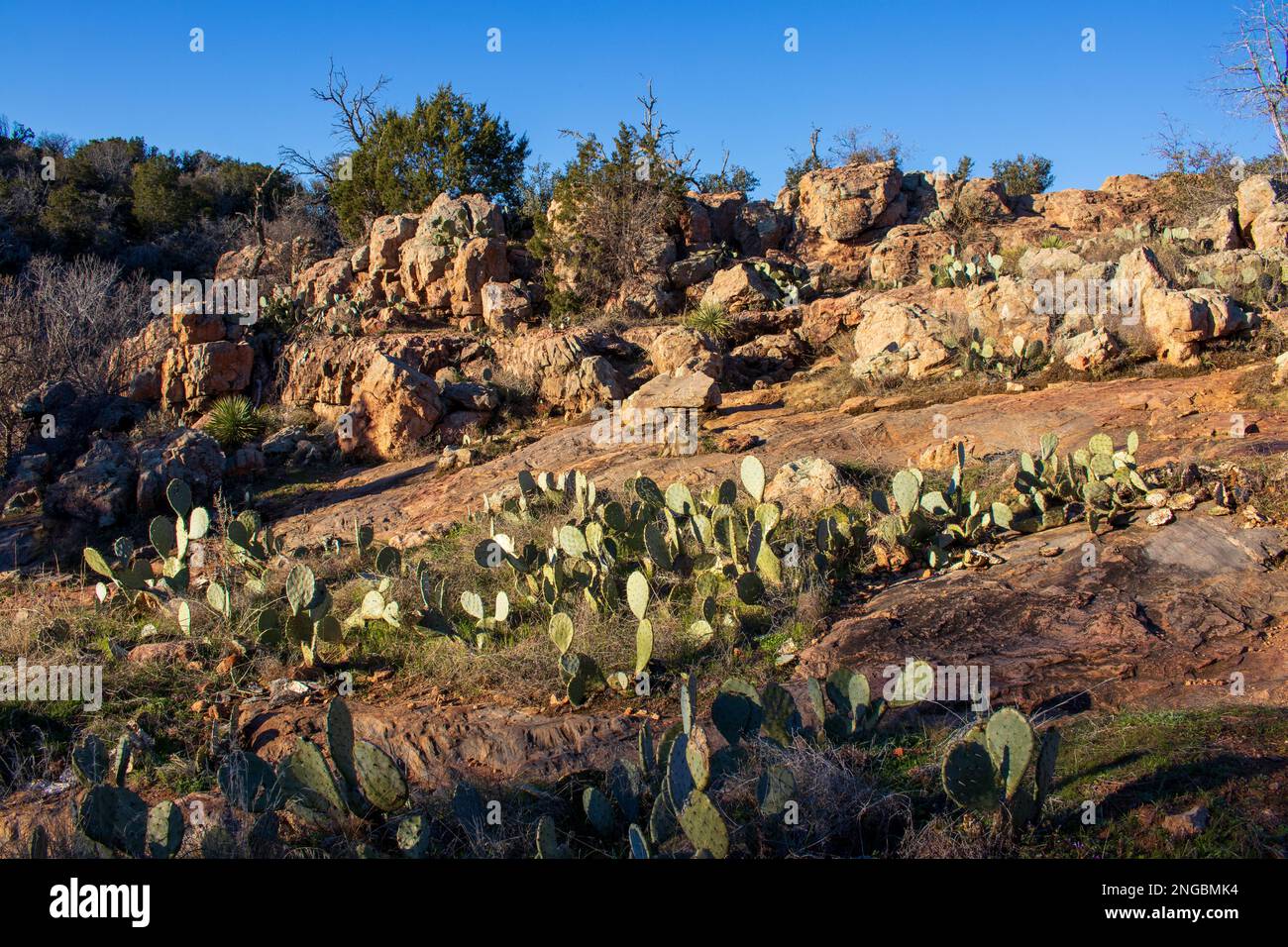 Granite rock and cactus on a hillside located in the Texas Hill Country, Inks Lake State Park Texas Stock Photo