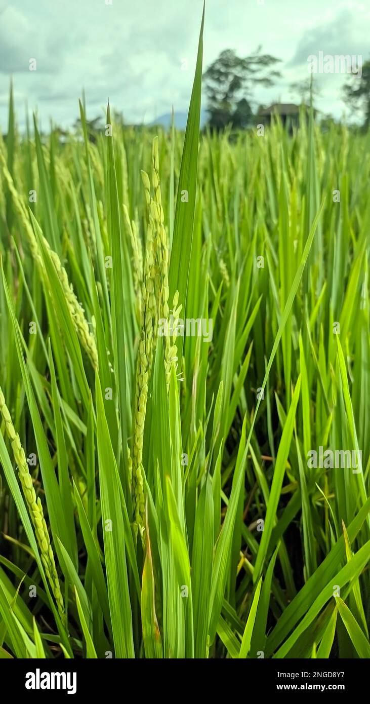 Beautiful rice fields growing up in countryside Stock Photo