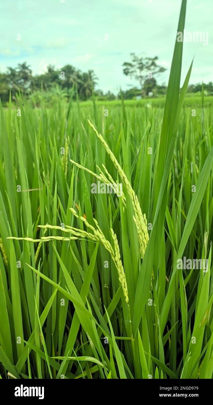 Beautiful rice fields growing up in countryside Stock Photo