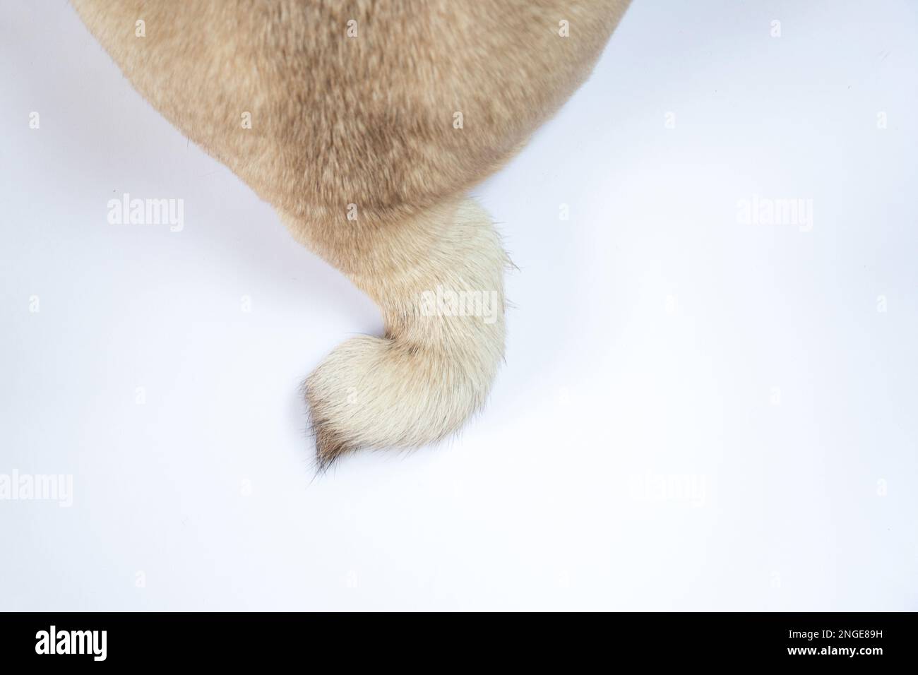 pug dog tail on white background close-up Stock Photo