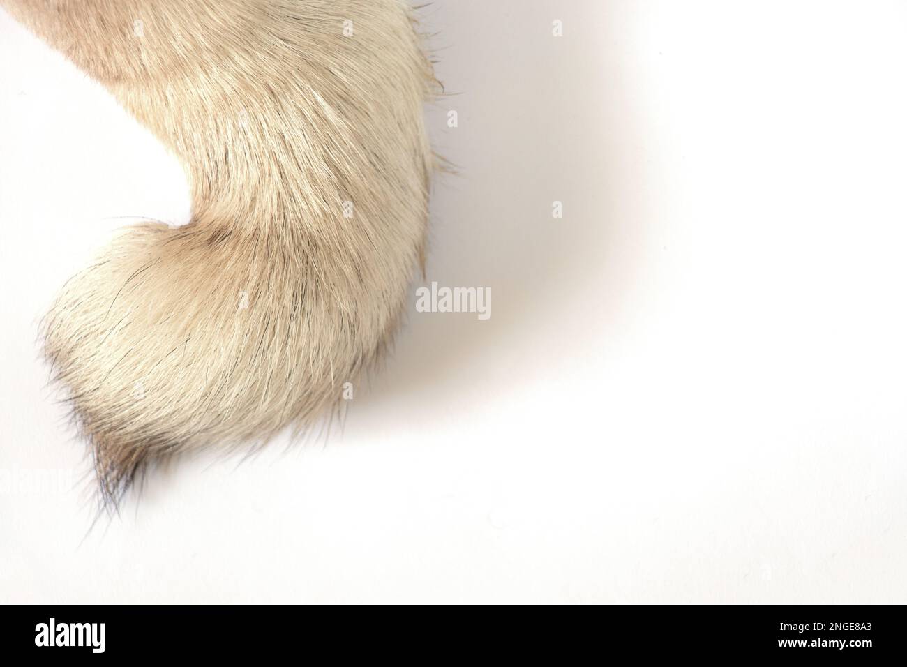 pug dog tail on white background close-up Stock Photo