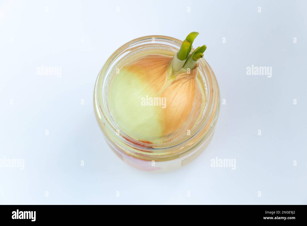 sprouted onions in a jar of water Stock Photo