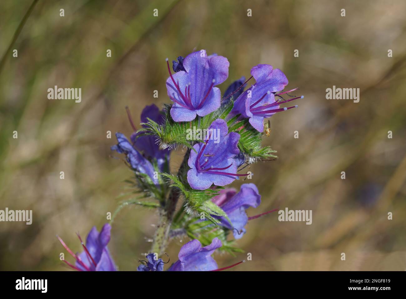 Close up flowering viper's bugloss, blueweed (Echium vulgare) of the borage family Boraginaceae. Blurred tall grass on the background. July, Holland Stock Photo