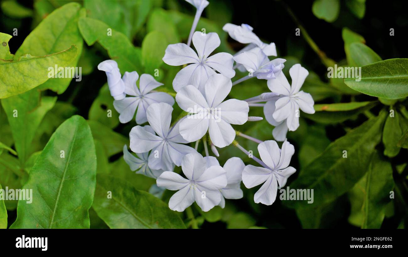 Landscape mode of Beautiful flowers of Plumbago auriculata also known as Cape Plumbago, Leaderwort, Blister leaf, Quaker Blossom etc Stock Photo