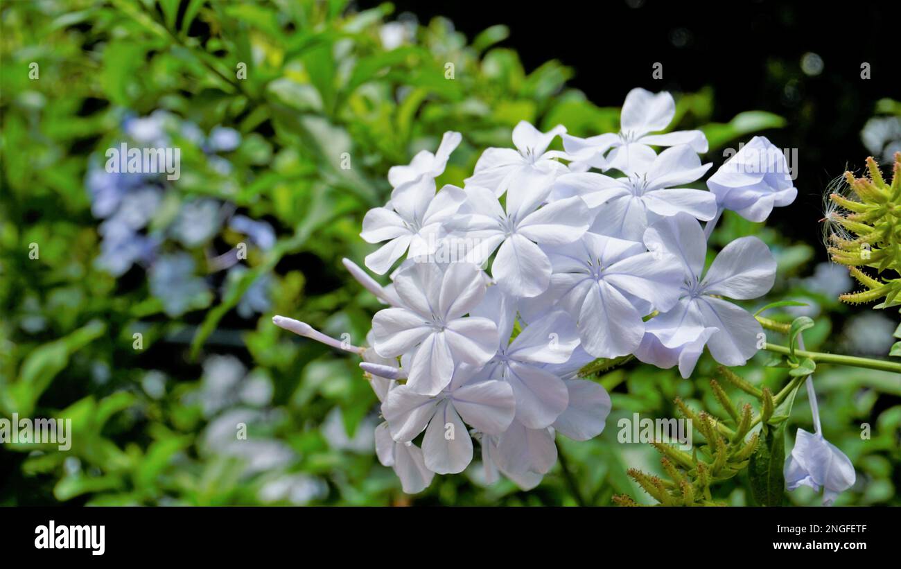 Landscape mode of Beautiful flowers of Plumbago auriculata also known as Cape Plumbago, Leaderwort, Blister leaf, Quaker Blossom etc Stock Photo
