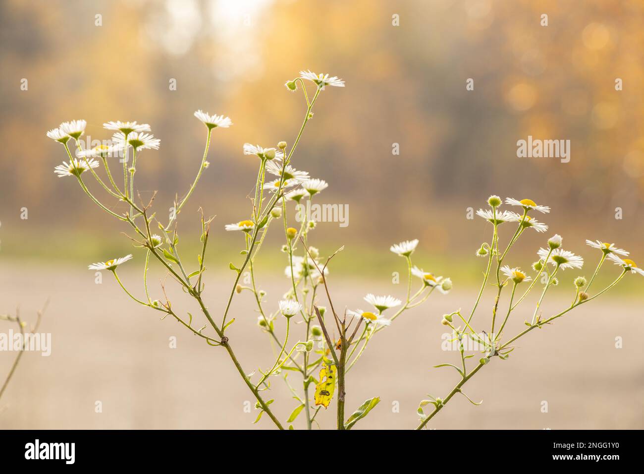 chamomile in a field in autumn in the sun in ukraine with partial focus Stock Photo