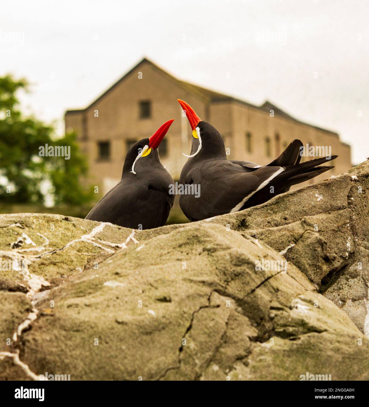 Two Inca Terns sitting on rocks with their heads pointing upwards Stock Photo