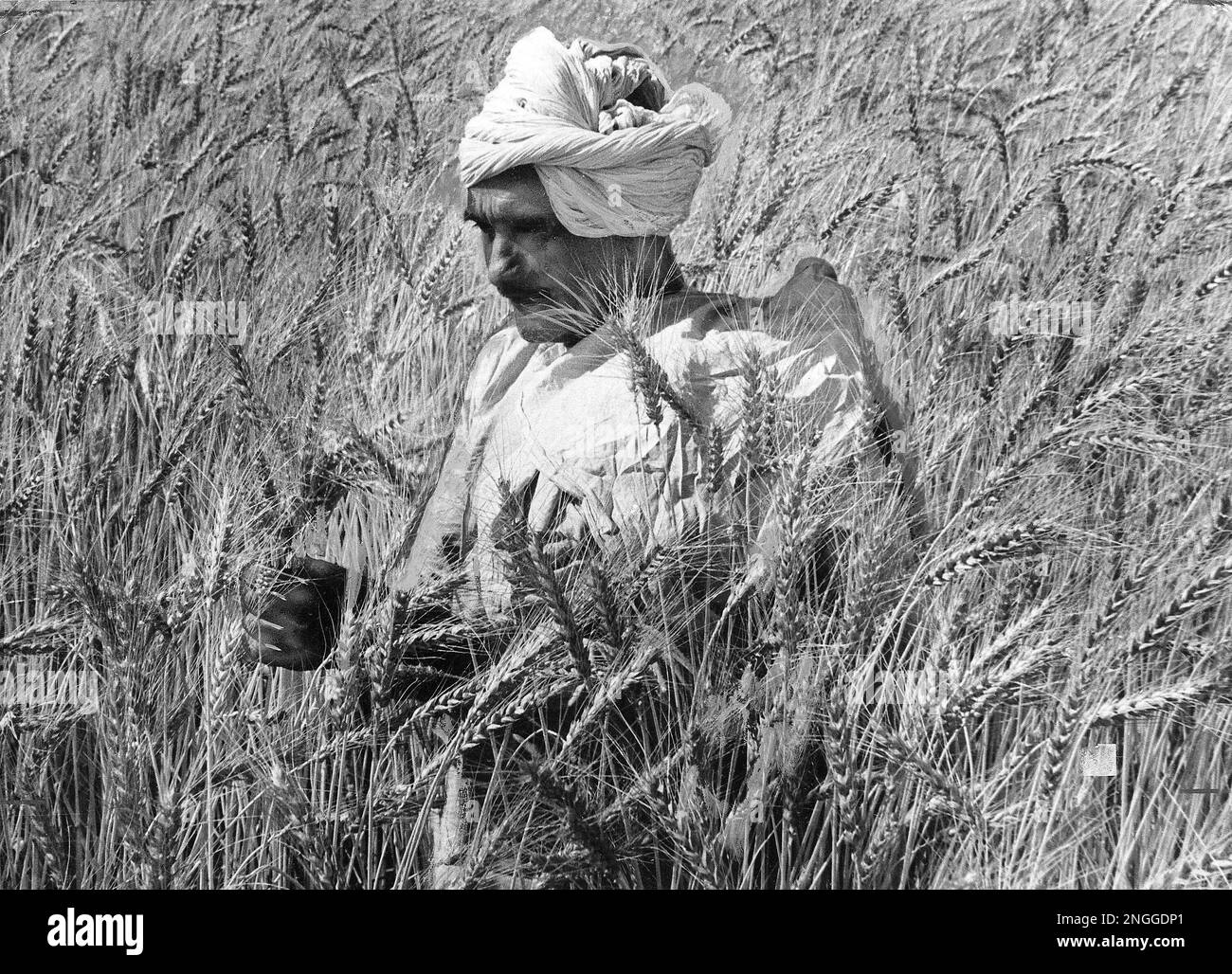 The Kidian "Kisan," or farmer, stands in a bumper crop of wheat in the