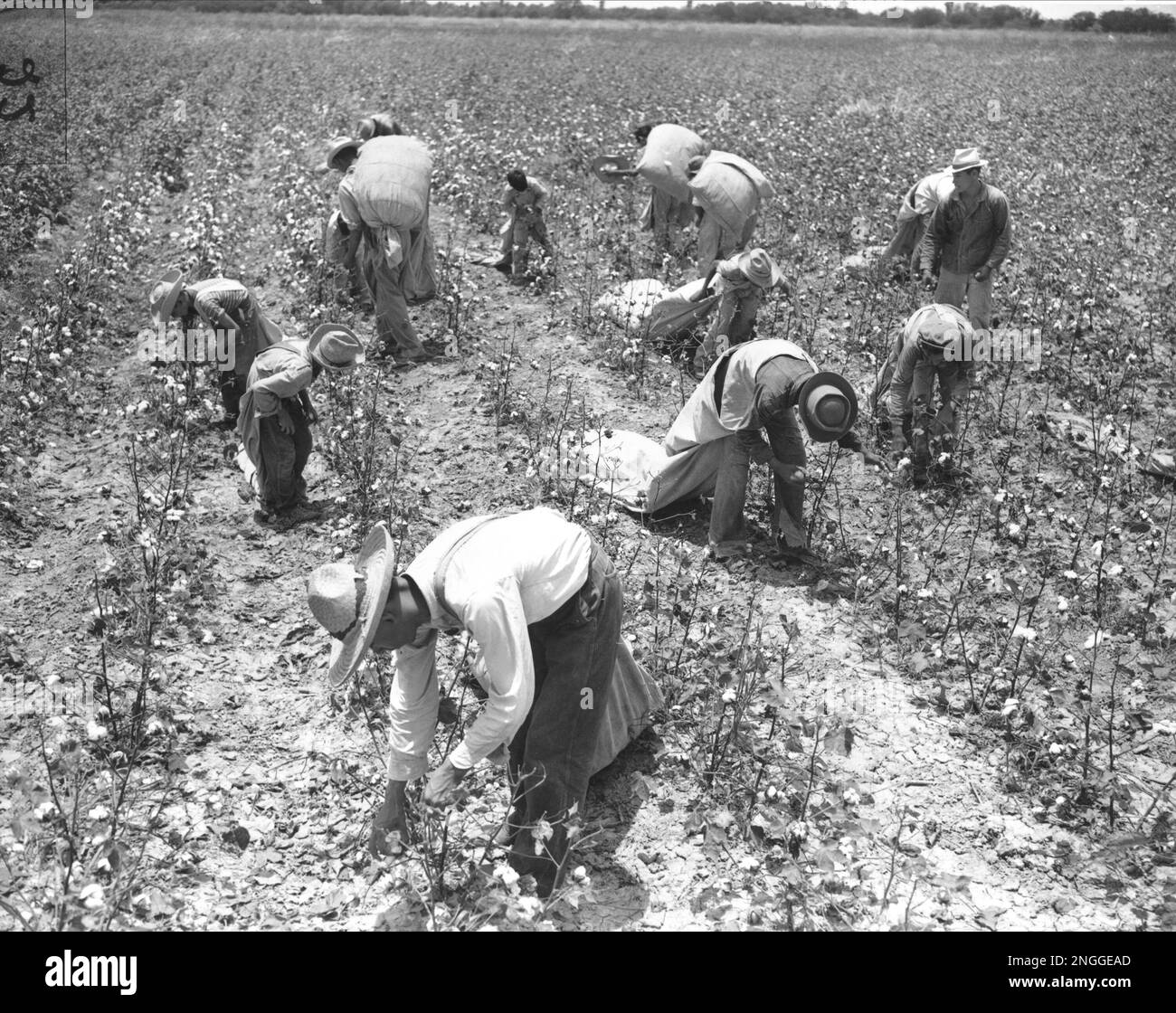 Mexican cotton pickers labor in the sun as they bend over rows of white  cotton with their long bags dragging behind them in a field in Texas, 1939.  They cotton pickers work