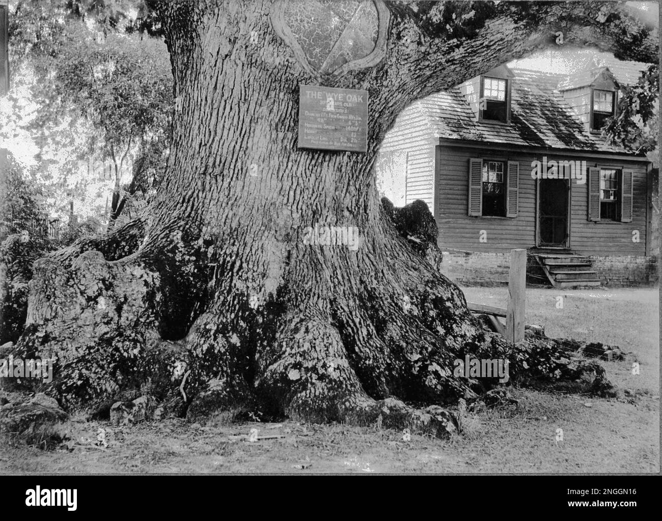 The Wye Oak, the largest tree in Maryland, is shown in 1937 where it