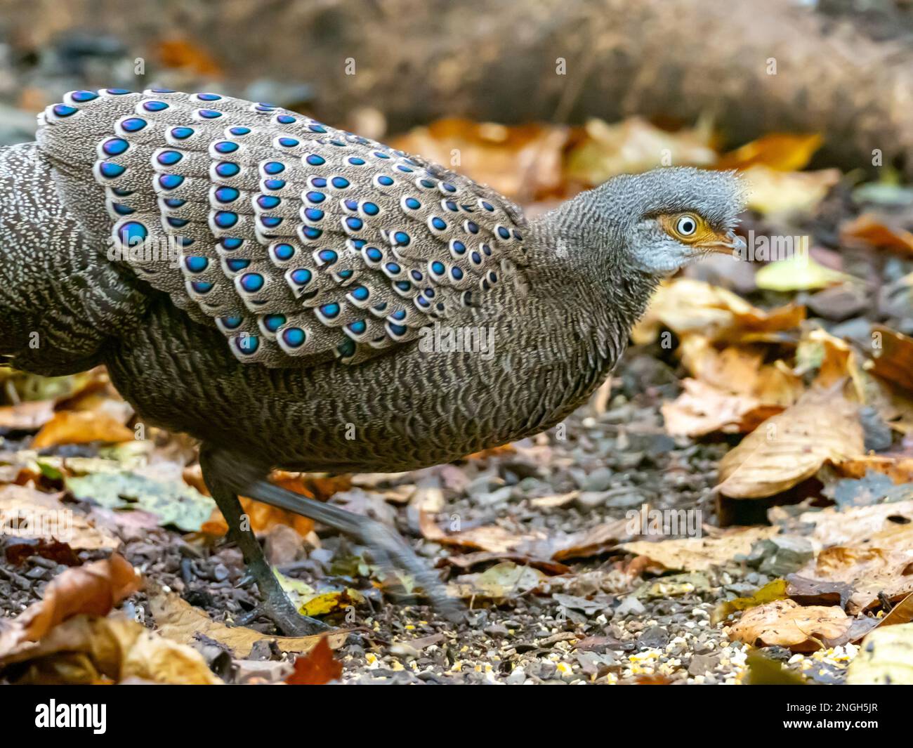 A Male Gray Peacock Pheasant Polyplectron Bicalcaratum Displaying At