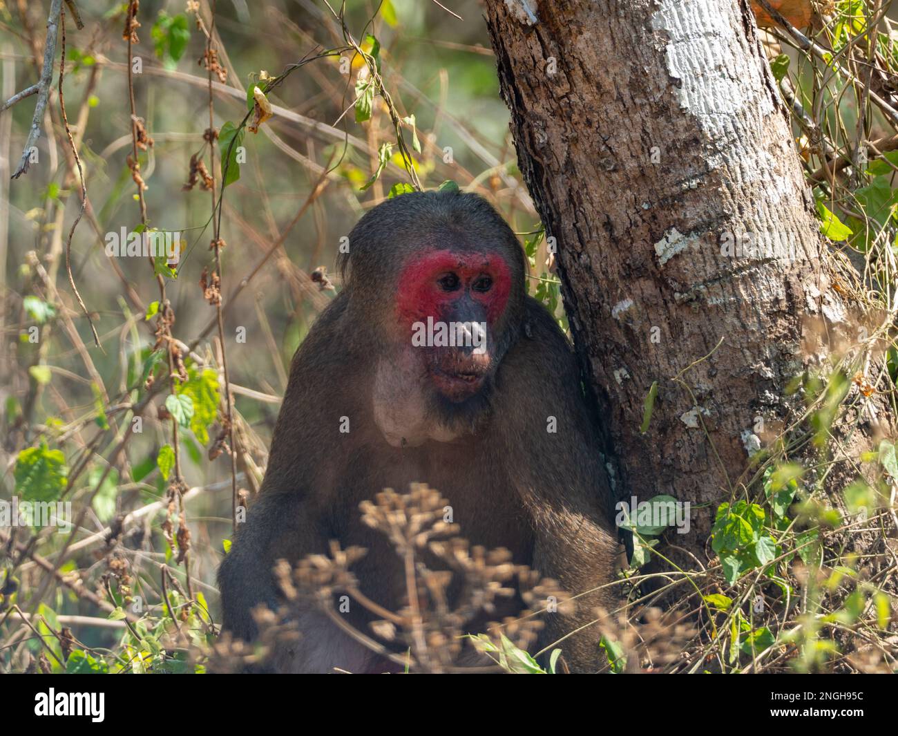 stump-tailed macaque, Macaca arctoides, a monkey found in Kaeng Krachan National Park, Thailand Stock Photo