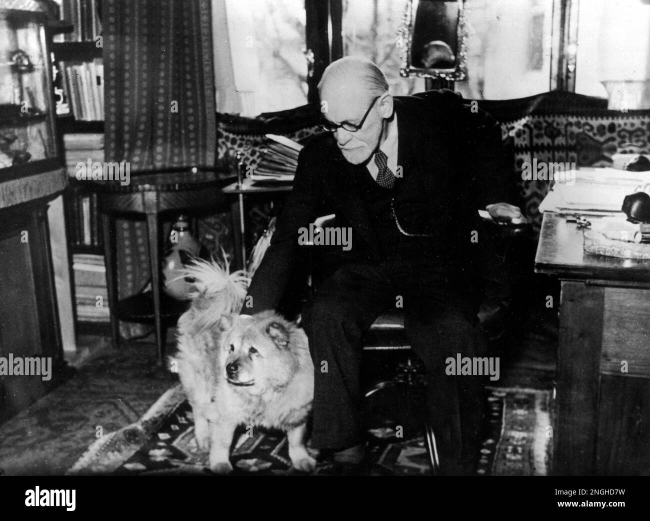 Freud chow chow cheap