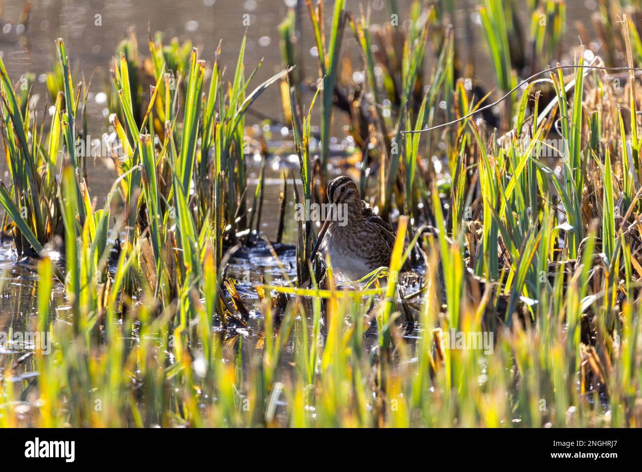 Snipe Gallinago small wader with very long fine bill creamy striped head and back reddish brown tail paler underside in short waterside vegetation Stock Photo