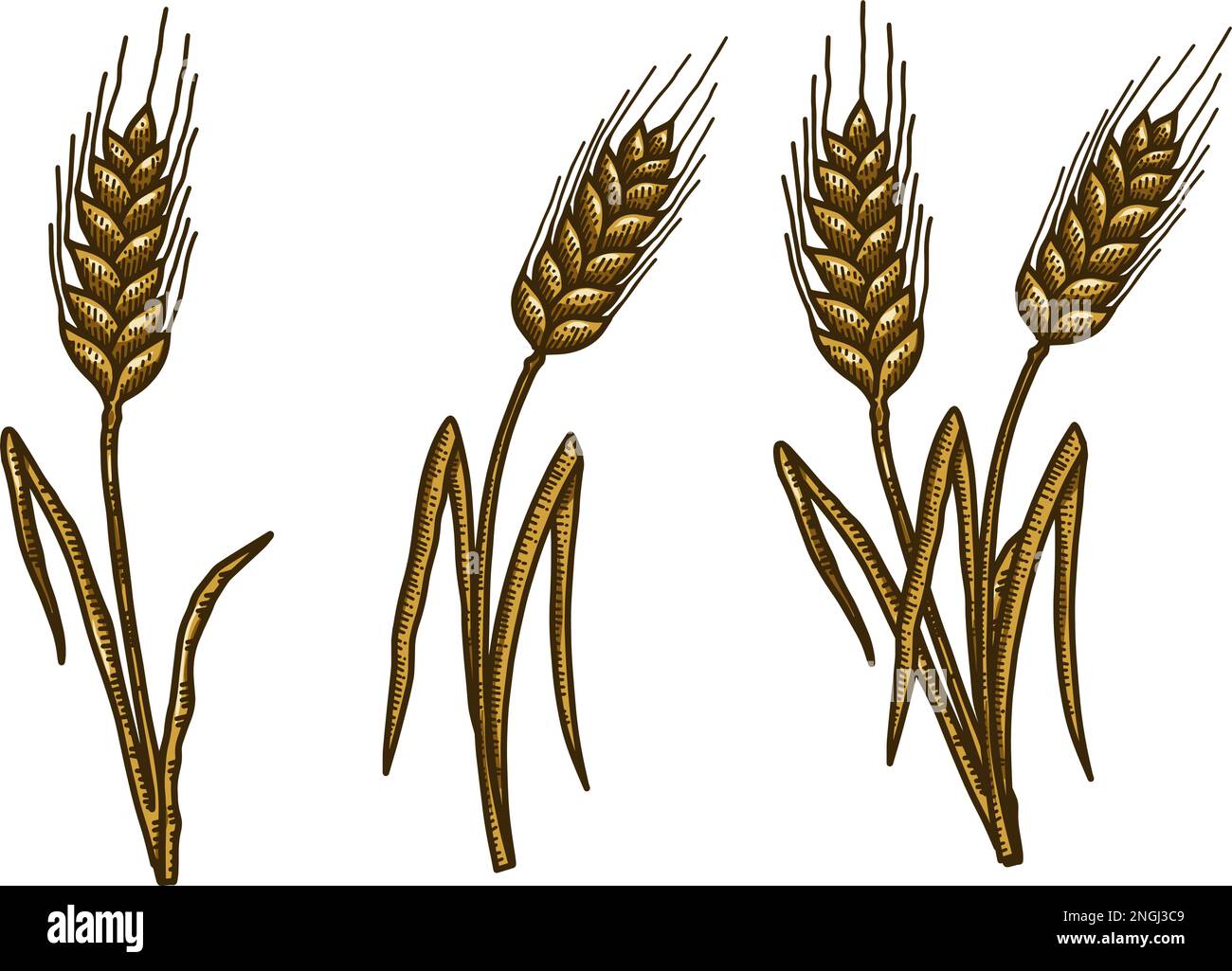 Illustration of wheat spikelet in engraving style. Design element for ...