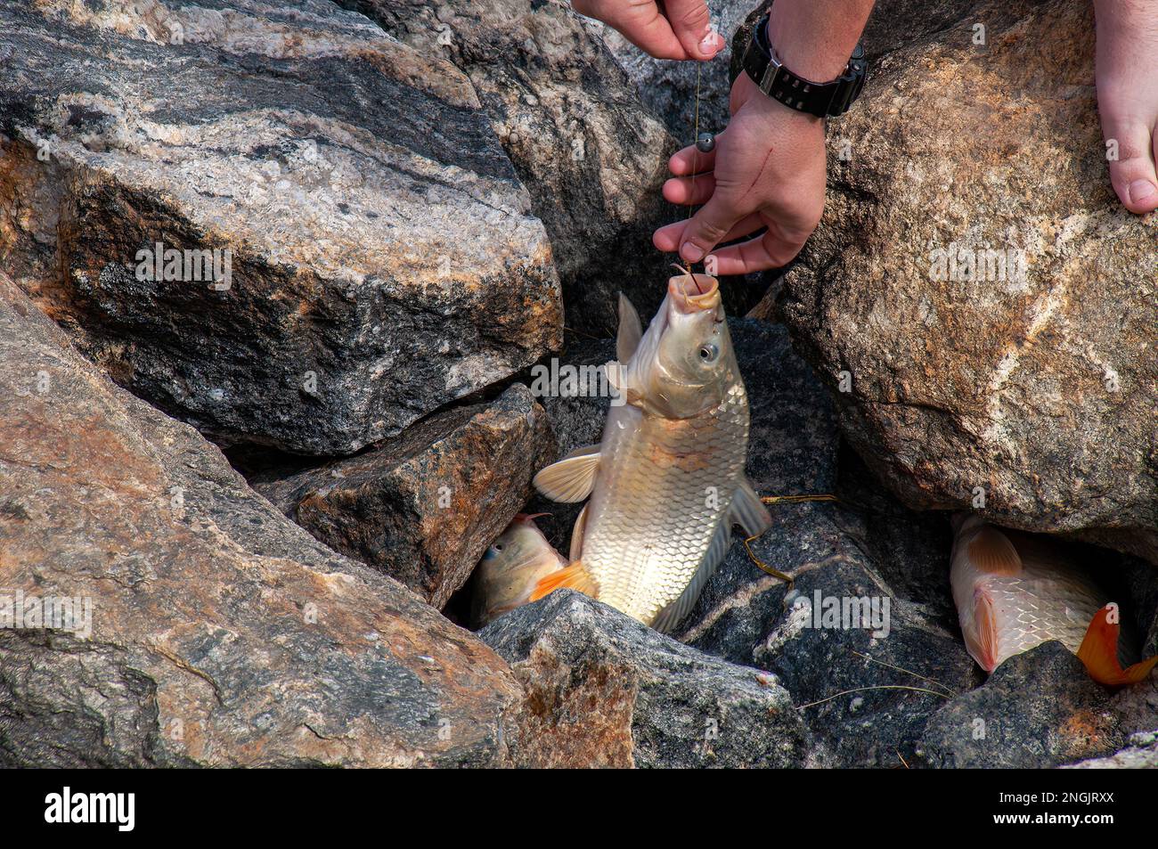 Common carp australia hi-res stock photography and images - Alamy