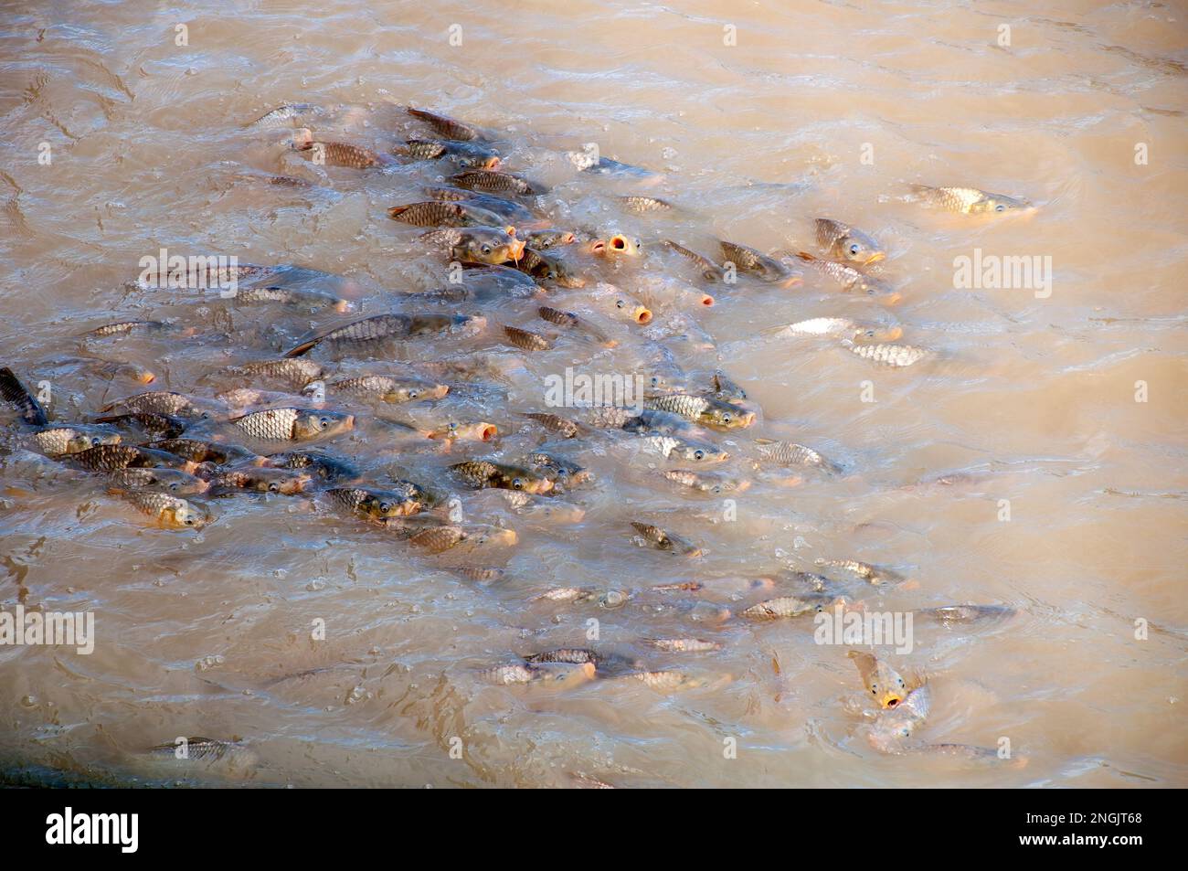 Menindee Australia, european carp an introduced invasive pest in the australian freshwater river system Stock Photo