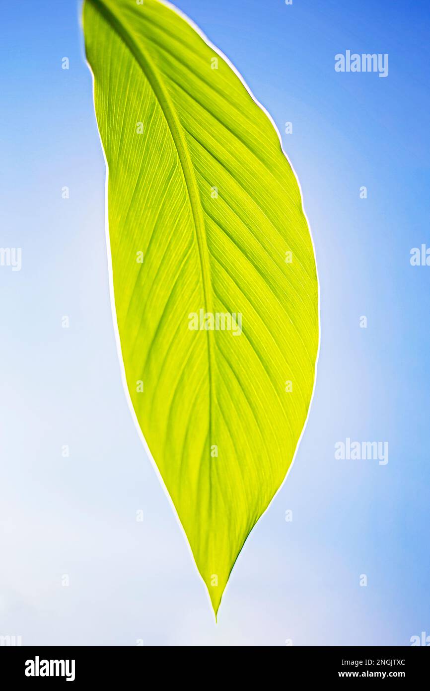 green banana leaf on a blue background. vertical Stock Photo - Alamy