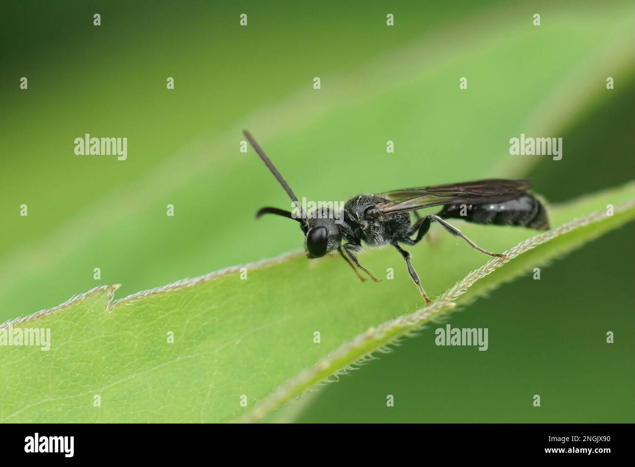 Natural closeup on a small black aphid feeding wasp, Pemphredon species, in the garden Stock Photo
