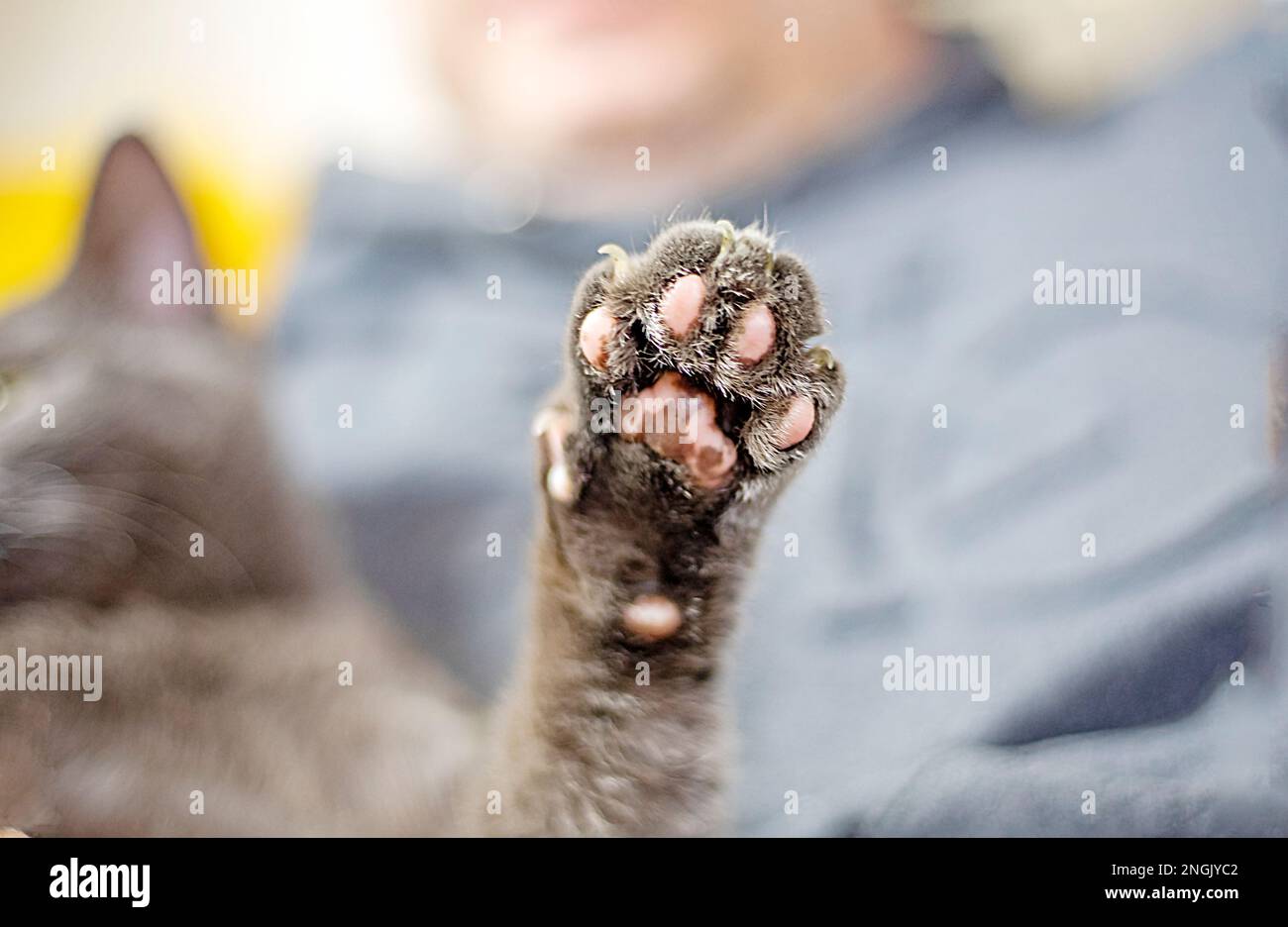 gray cat stretches its paw after sleep on a light background