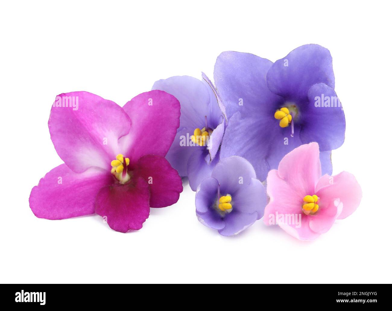 Fresh Violet Fresh flowers of violet plant on white background Stock Photo - Alamy