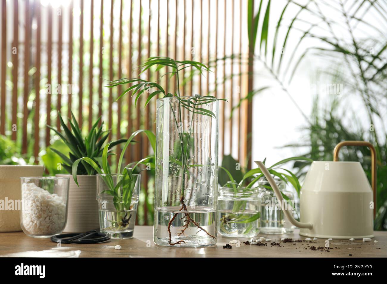 Exotic house plants in water on wooden table Stock Photo