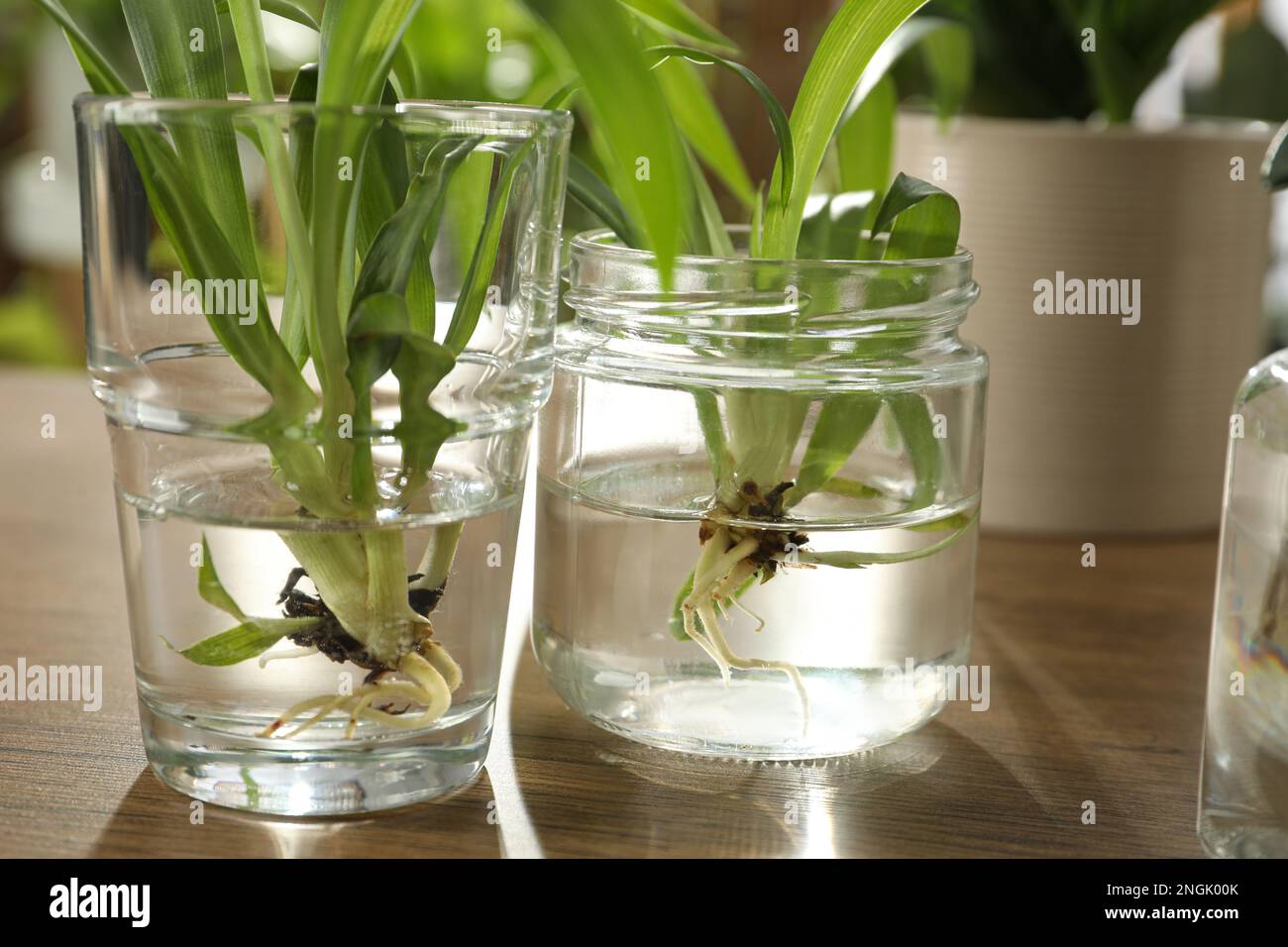 Exotic house plants in water on wooden table, closeup Stock Photo
