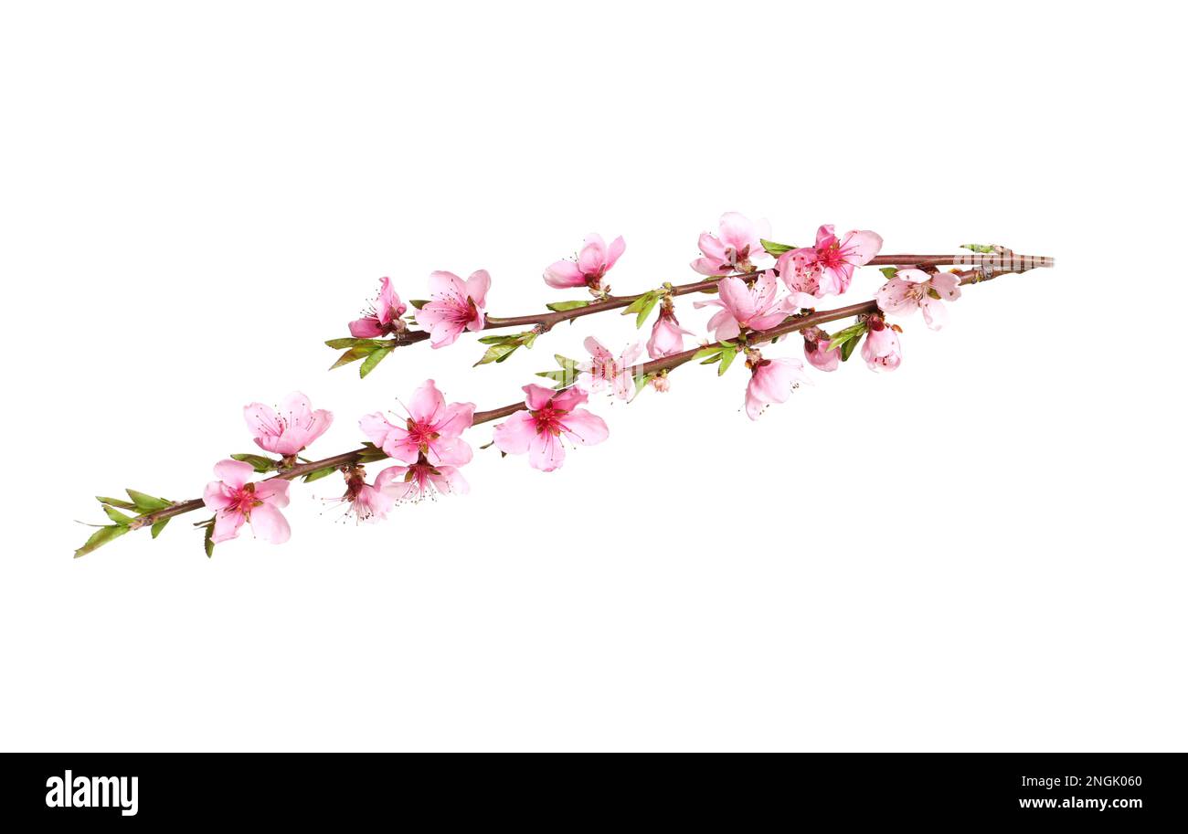 Beautiful sakura tree branch isolated on white Stock Photo