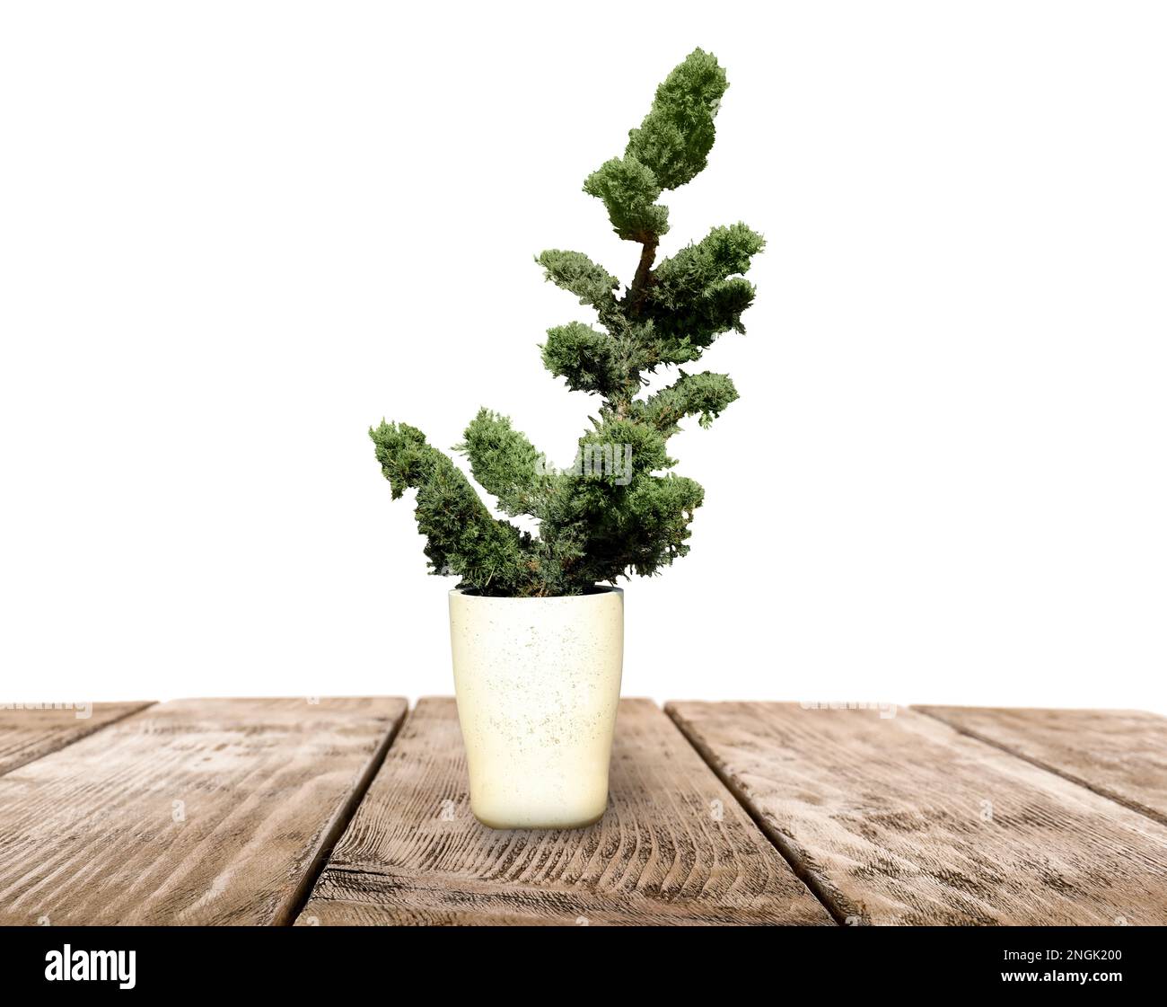 Beautiful bonsai tree in pot on wooden table against white background Stock Photo
