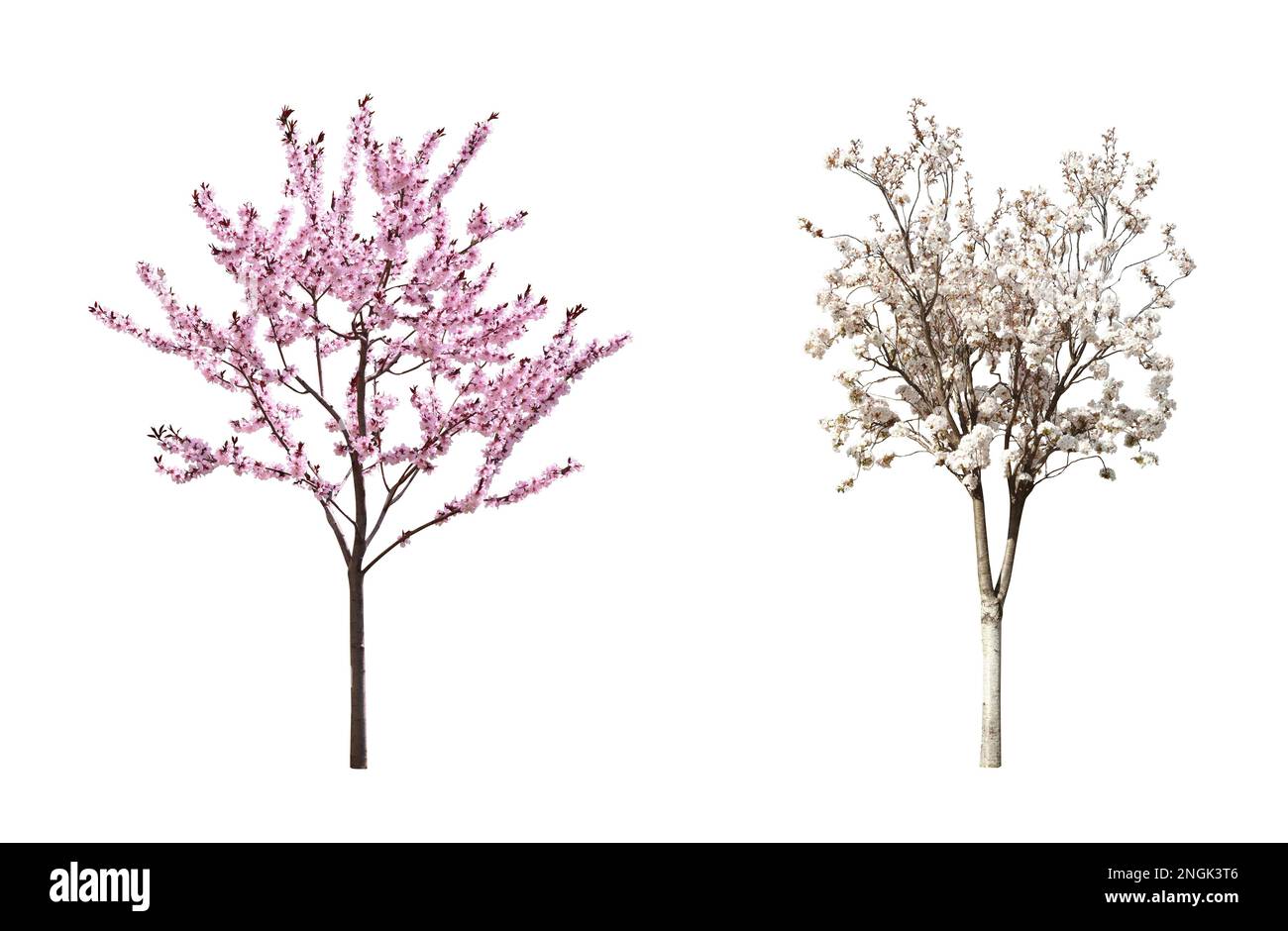 Beautiful blossoming sakura trees on white background, collage Stock