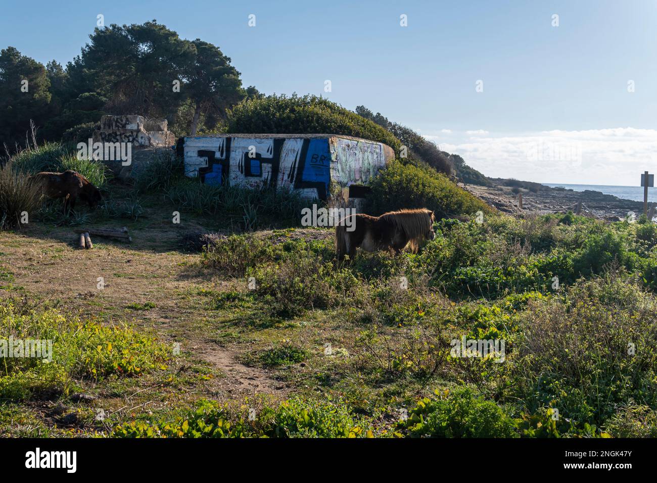 Sa Coma, Spain; february 17 2023: Former Spanish Civil War bunker on the beach of Sa Coma with ponies grazing at dawn. Island of Mallorca, Spain Stock Photo