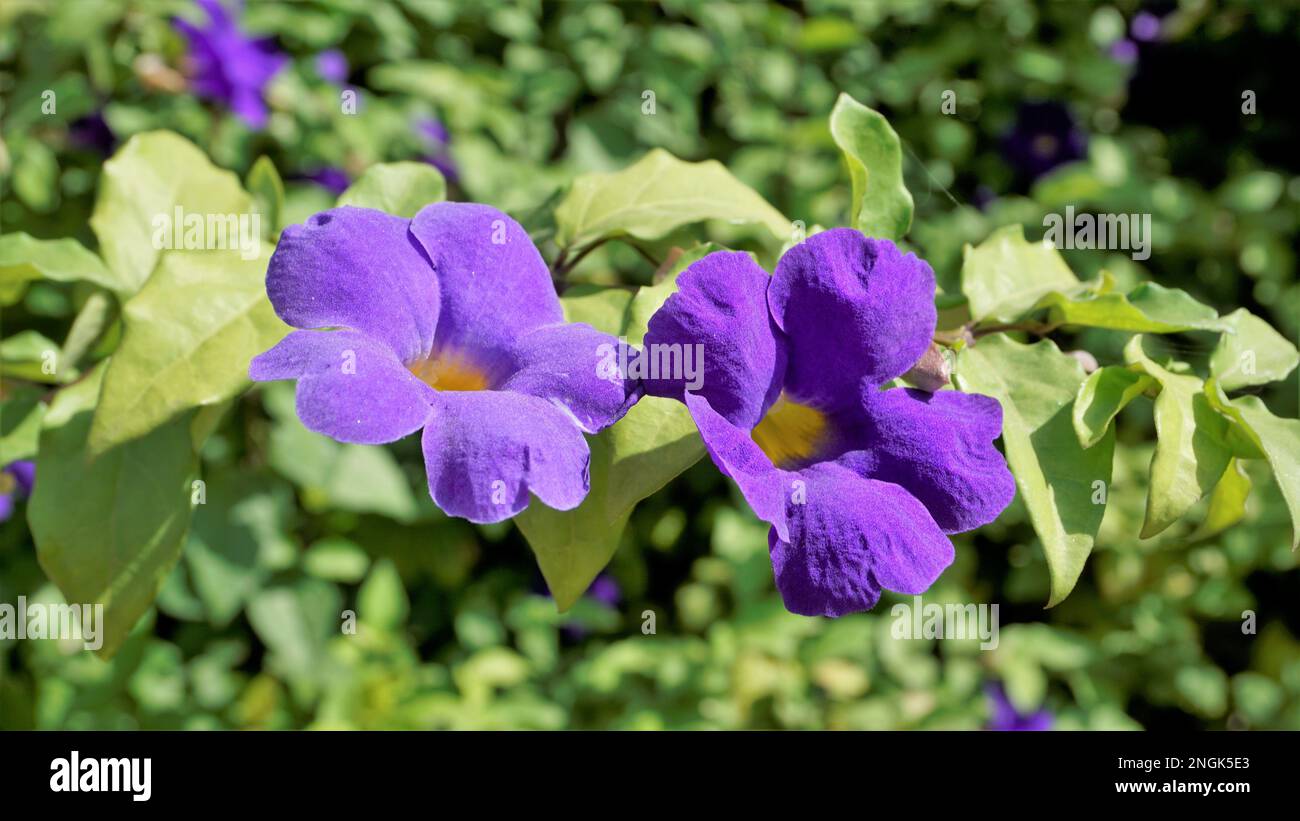 Landscape of Closeup of beautiful flowers of Thunbergia erecta also known as Bush clockvine, Kings mantle, Purple bell etc Stock Photo