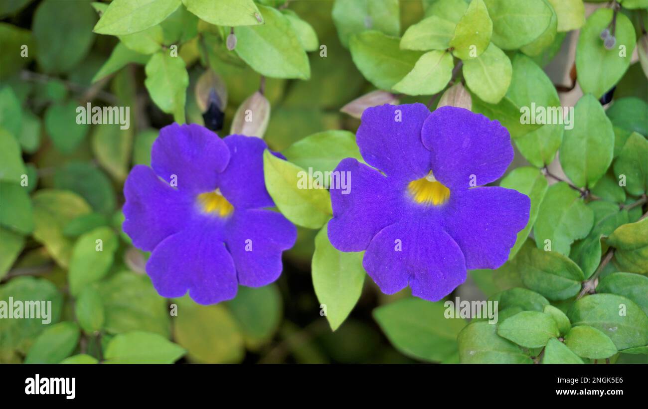 Landscape of Closeup of beautiful flowers of Thunbergia erecta also known as Bush clockvine, Kings mantle, Purple bell etc Stock Photo