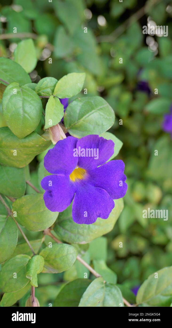 Portrait of Closeup of beautiful flowers of Thunbergia erecta also known as Bush clockvine, Kings mantle, Purple bell etc Stock Photo