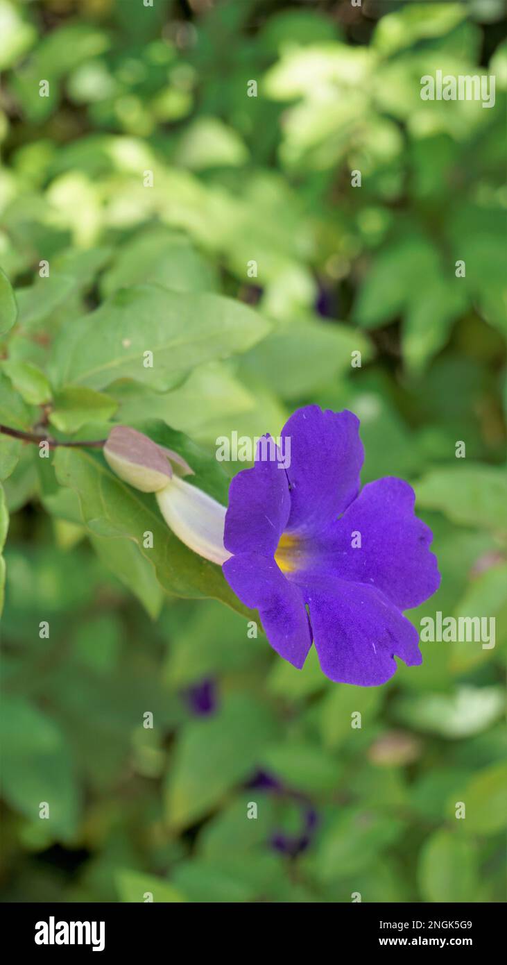 Portrait of Closeup of beautiful flowers of Thunbergia erecta also known as Bush clockvine, Kings mantle, Purple bell etc Stock Photo