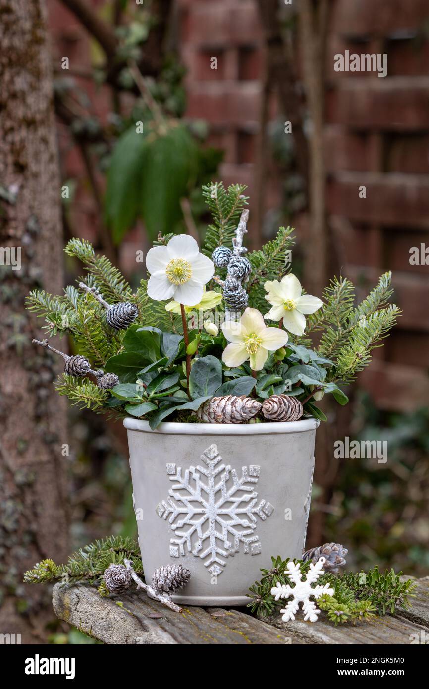 helleborus niger in plant pot with christmas ornament Stock Photo