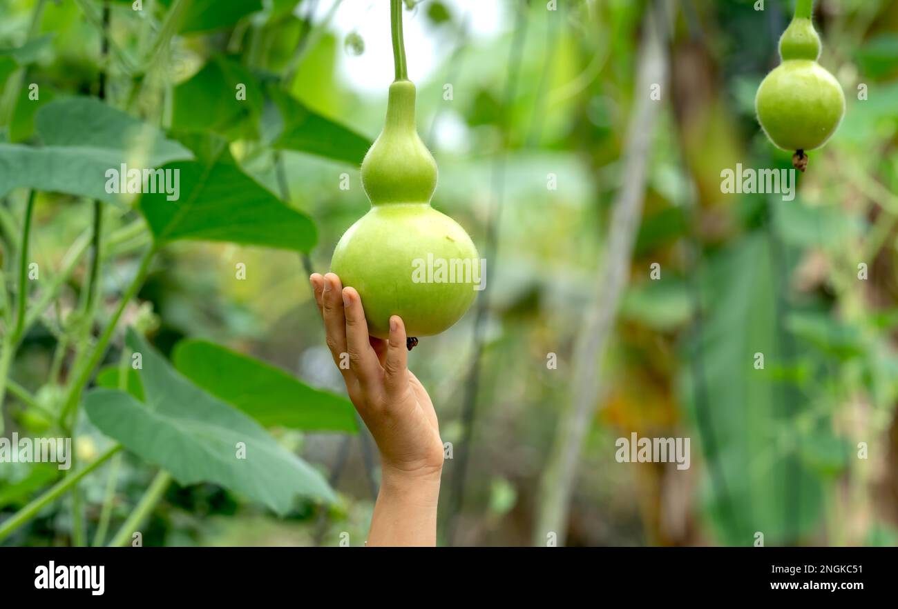 Vegetable garden in the harvest season with the gourds hanging on the