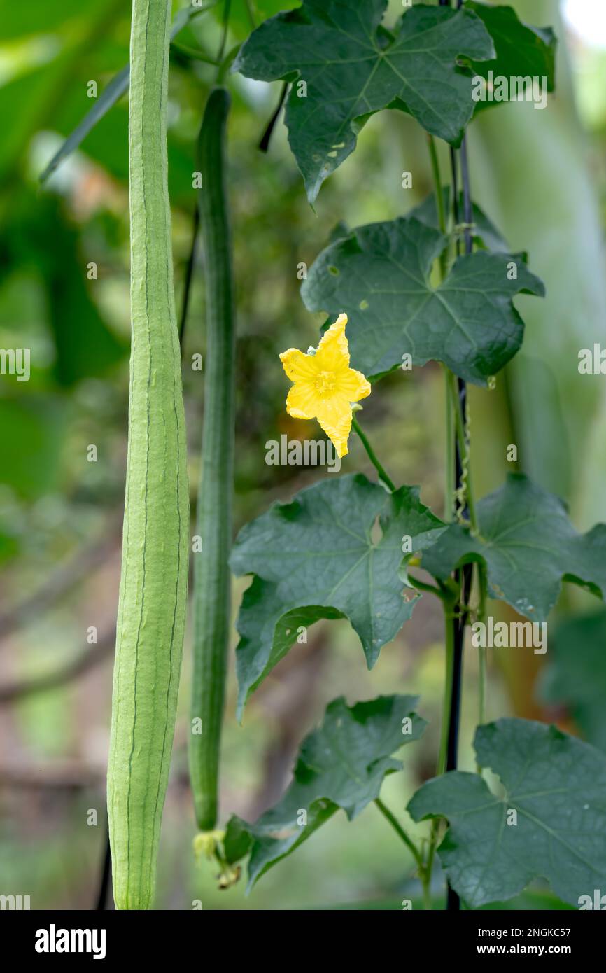 Vegetable garden in the harvest season with the gourds hanging on the