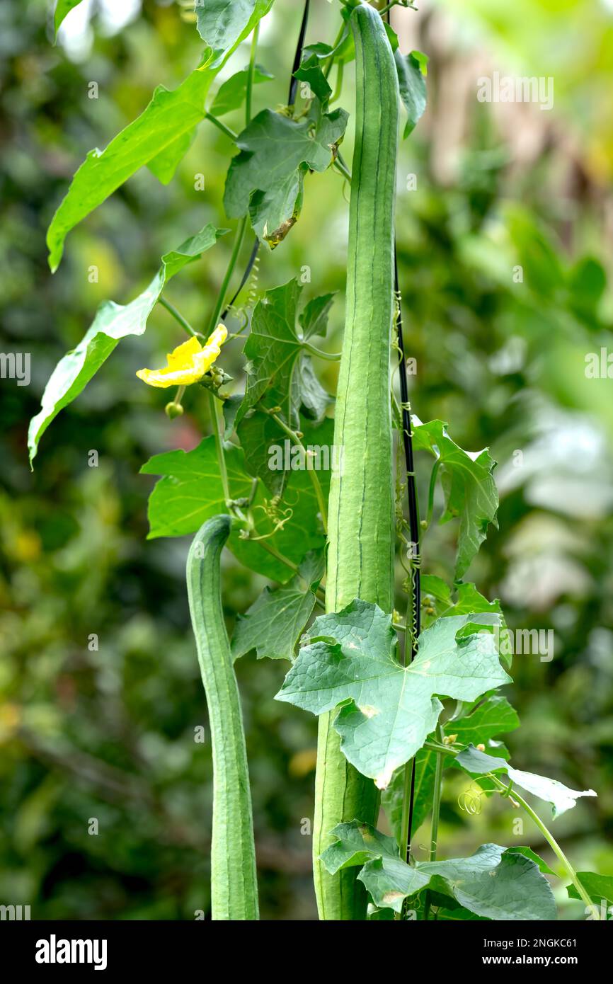 Vegetable garden in the harvest season with the gourds hanging on the