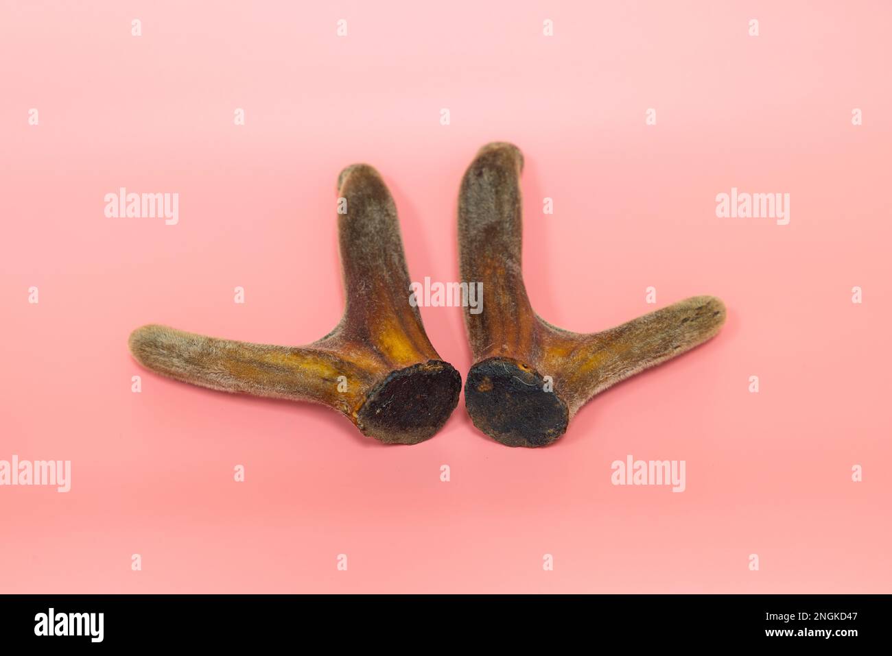 Velvet antler in pink background. cartilaginous antler in a precalcified growth stage of deer, covered in a hairy, velvet-like skin, sold in China as Stock Photo