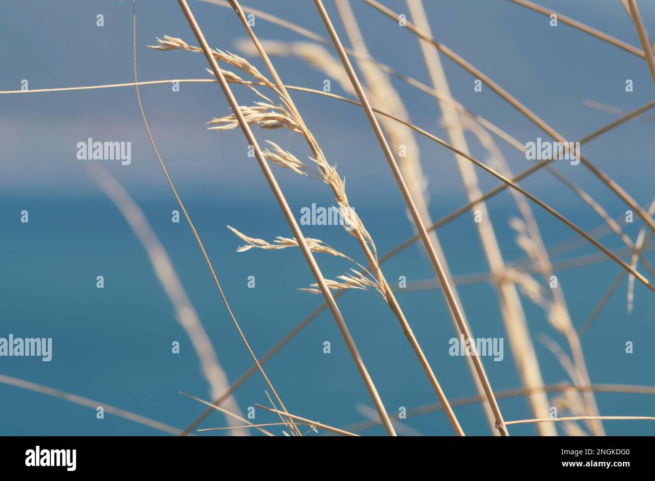 Dried grass blowing in the wind. Close-up. Copy space. Stock Photo