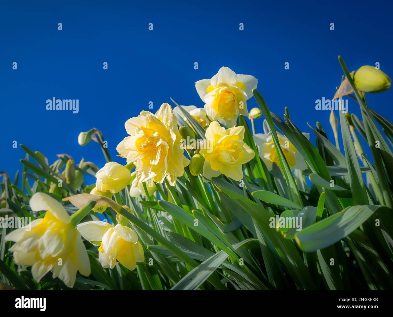 Spring yellow daffodils under a bright blue sky Stock Photo