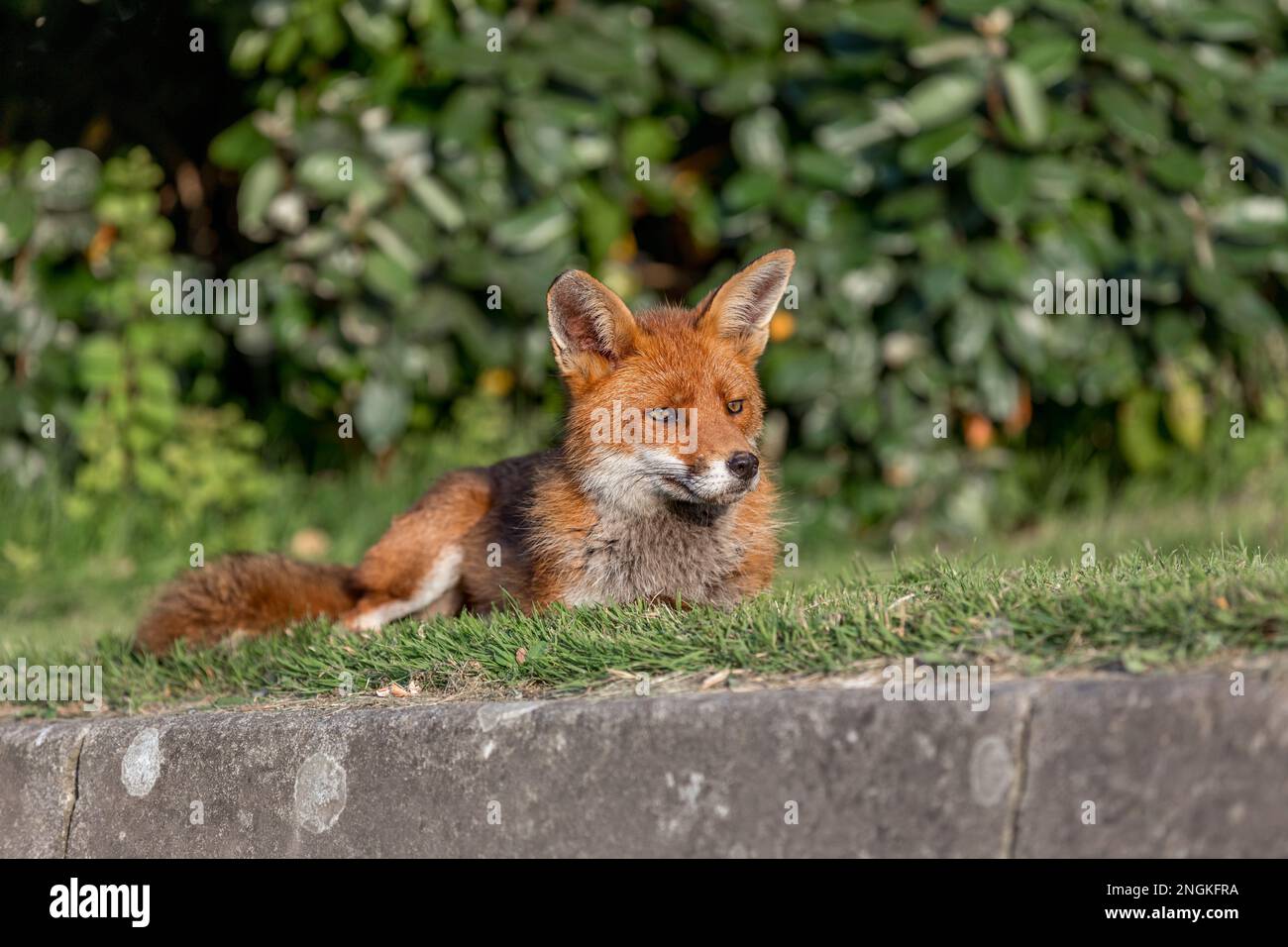 Fox; Vulpes vulpes; UK Stock Photo