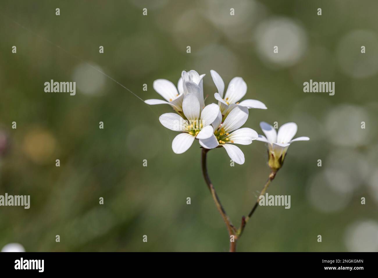 Meadow Saxifrage; Saxifraga granulata; Flowers; Wiltshire Stock Photo