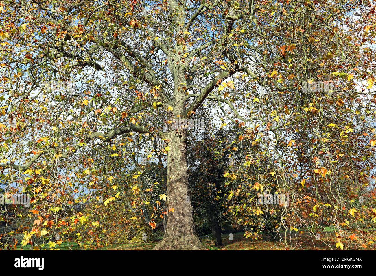 The London Plane tree (Platanus x Hispanica) showing yellow-brown Autumn/Fall foliage; a familiar sight along the roadsides and in the parks of London Stock Photo