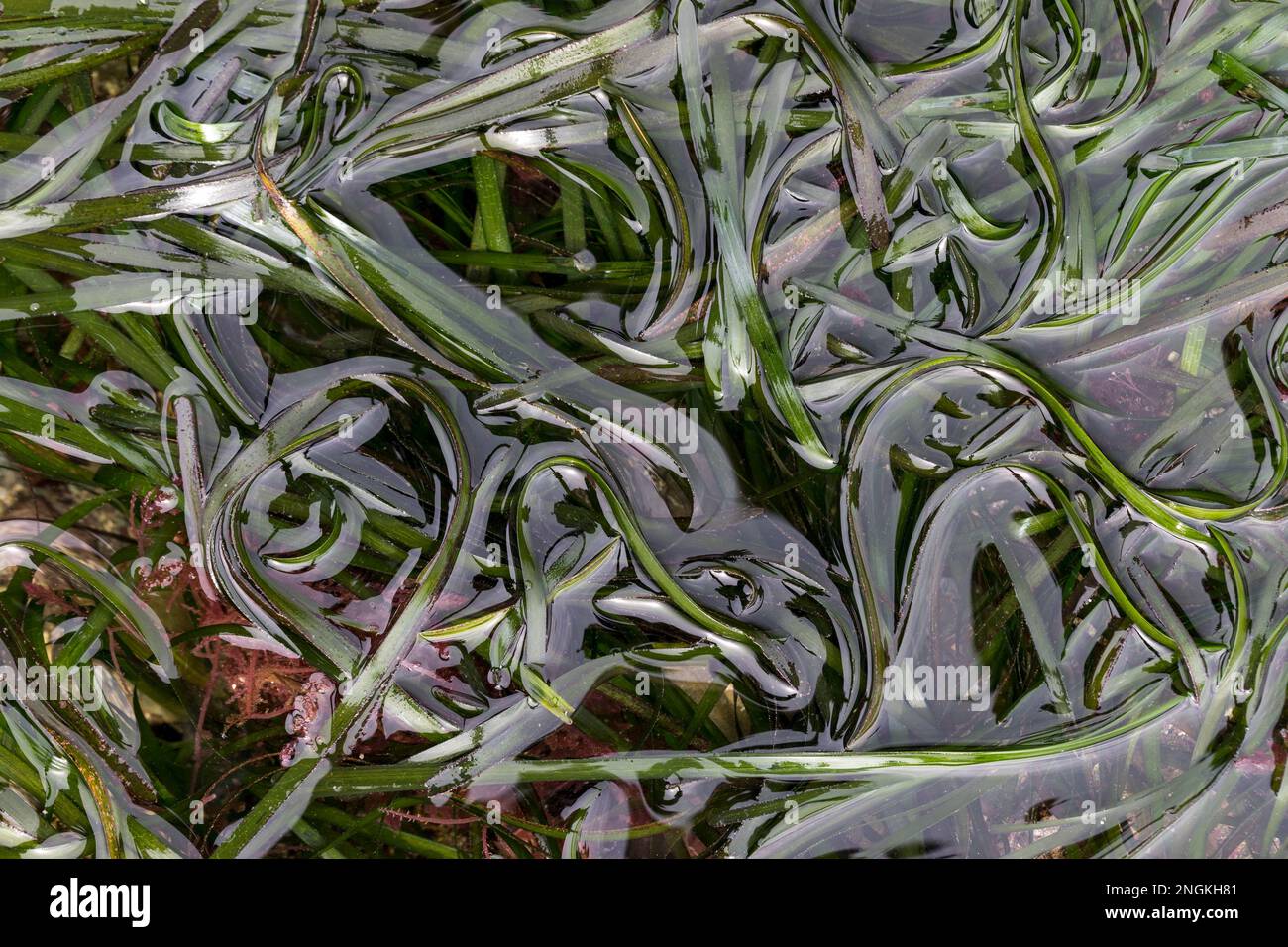 Seagrass; Zostera marina; UK Stock Photo
