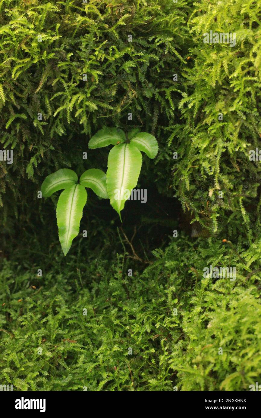 Elegance typical of ferns hi-res stock photography and images - Alamy