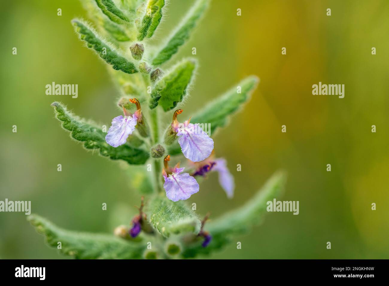 Water Germander; Teucrium scordium; Flowering; UK Stock Photo