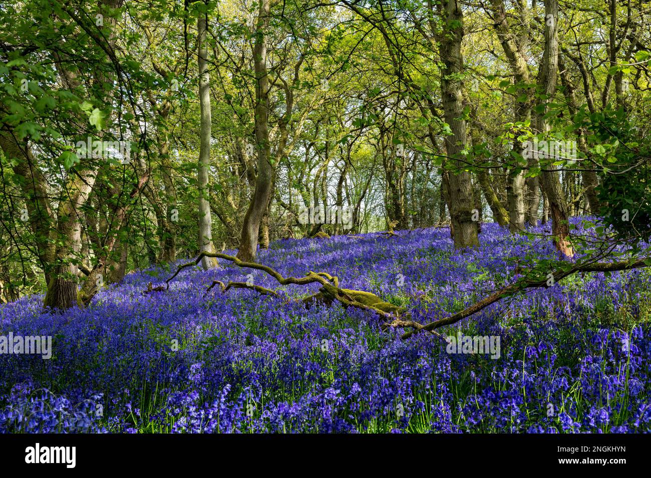Bluebells at Gopher Wood; Wiltshire Stock Photo Alamy